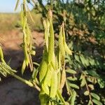 Astragalus atropilosulus Frucht