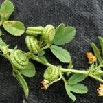 Medicago rugosa Fruit