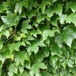 Parthenocissus tricuspidata Habit