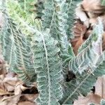 Amorpha canescens Blad