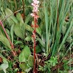 Pyrola rotundifolia Yeri