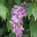 Wisteria frutescens Flower