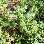 Dysphania pumilio Flor