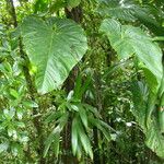 Philodendron giganteum Leaf