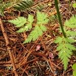 Allium subhirsutum Leaf