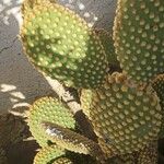 Opuntia microdasys Folha