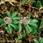 Trifolium bocconei Natur