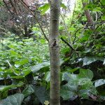 Fraxinus latifolia Bark