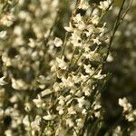 Cytisus multiflorusVekstform