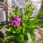 Nicotiana alataFlower