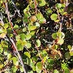 Betula nana Leaf