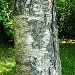 Betula populifolia বাকল