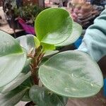 Peperomia magnoliifolia Feuille