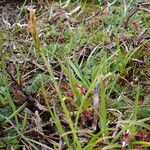 Carex uncinioides Habit