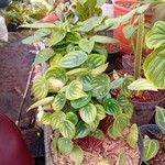 Peperomia argyreia Folha