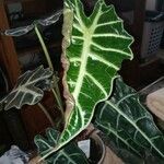 Alocasia longiloba Ліст