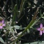 Centaurium pulchellum Hábito