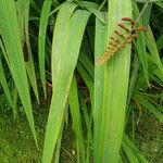 Crocosmia aurea Φύλλο