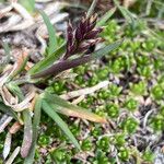 Poa alpina Blomma