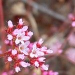 Chorizanthe staticoides Flor