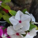 Catharanthus coriaceus 花