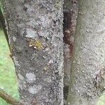Salix magnifica Corteza