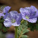 Phacelia ciliata 花