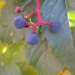Parthenocissus inserta 果実