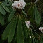 Rhododendron × geraldii Flower