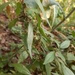 Parietaria officinalisКветка