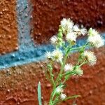 Erigeron bonariensis Frucht