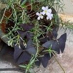 Oxalis triangularisപുഷ്പം