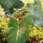 Xanthosoma taioba Leaf