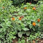 Lantana camaraFlors