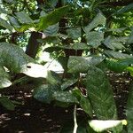 Inocarpus fagifer Blatt