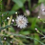 Symphyotrichum subulatum Plod