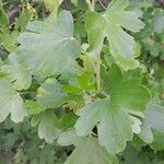 Ribes aureum Leaf