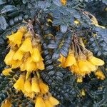 Sophora denudata Flower