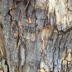 Eucalyptus camaldulensis Bark