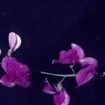 Lathyrus splendens Flower