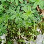 Alchemilla alpina Blatt