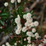 Pancheria elegans Fruit