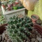 Mammillaria voburnensis 葉