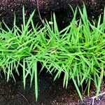 Paspalum conjugatum 葉