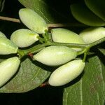 Calliandra brenesii Fruit