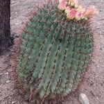 Ferocactus wislizeni Bark