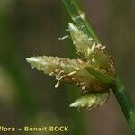 Cyperus laevigatus Fruto