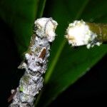 Ficus brevibracteata Flor