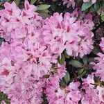 Rhododendron catawbiense花