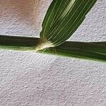Sporobolus agrostoides Leaf